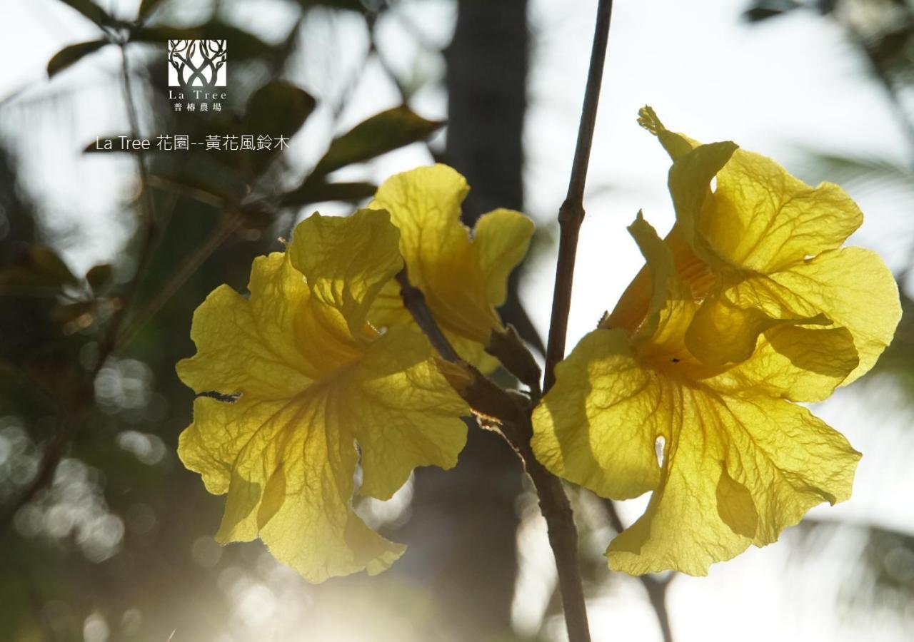 La Tree 普椿農場木子莊園 Apartment ตงเหอ ภายนอก รูปภาพ