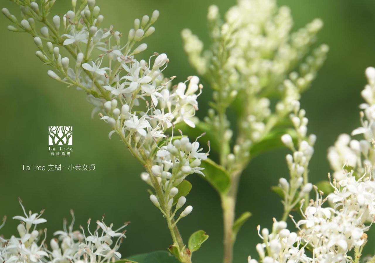 La Tree 普椿農場木子莊園 Apartment ตงเหอ ภายนอก รูปภาพ