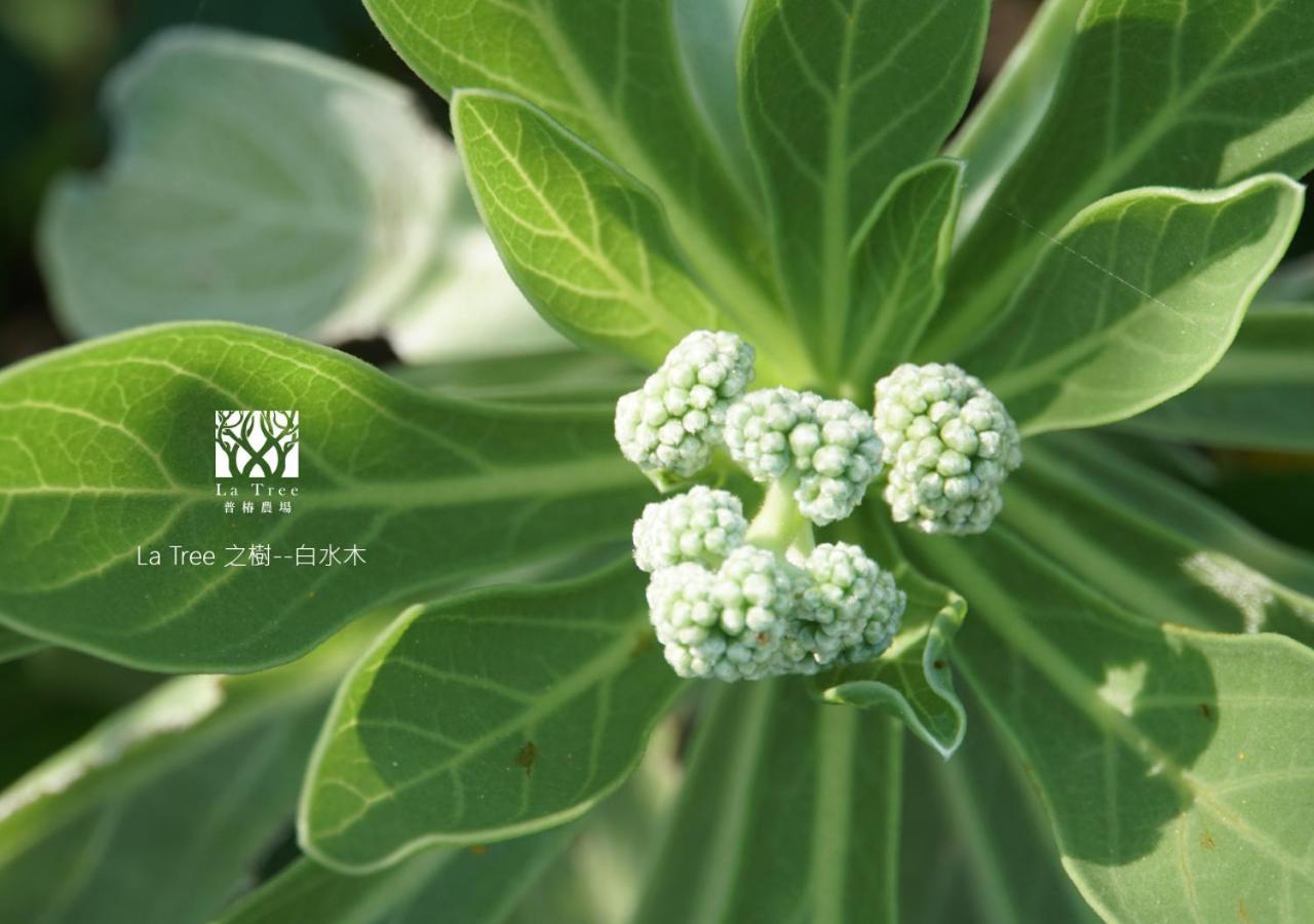 La Tree 普椿農場木子莊園 Apartment ตงเหอ ภายนอก รูปภาพ